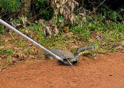 Caso ocorreu no Sul de Minas e Bombeiros gravaram v&iacute;deo da soltura do r&eacute;ptil