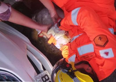 Corpo de Bombeiros foi acionado para fazer o resgate do animal em local de dif&iacute;cil acesso