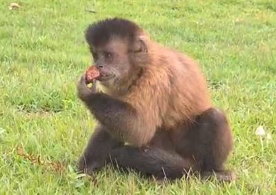 Animal tentou repetir o assalto, mas foi impedido por funcion&aacute;rios que fecharam a porta da unidade de ensino