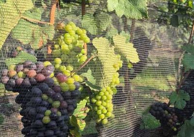 Mais de R$ 1 bi em investimentos e 100 projetos de vin&iacute;colas consolidam a regi&atilde;o como produtora de vinhos