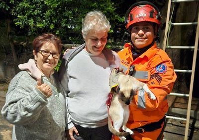 Felino perseguido por cachorro foi no topo da &aacute;rvore. Resgate durou 40 minutos&nbsp;