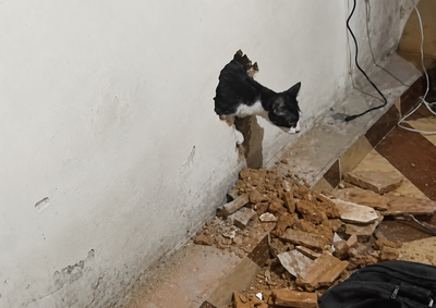 Depois de algum tempo o animal saiu tranquilamente pela abertura feita na estrutura de alvenaria&nbsp;