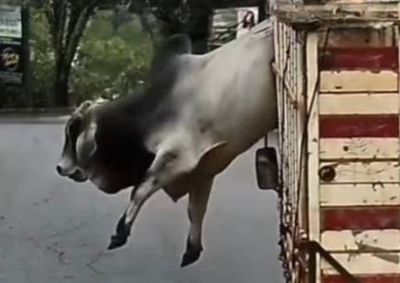 Ap&oacute;s tentativas frustradas de captura, animal foi abatido por PM pois oferecia risco &agrave; popula&ccedil;&atilde;o