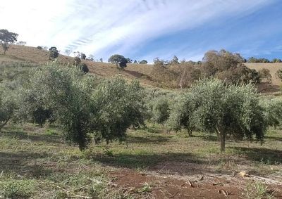 Produto extra&iacute;do no munic&iacute;pio de Cristina foi classificado entre os cinco melhores da Am&eacute;rica do Sul