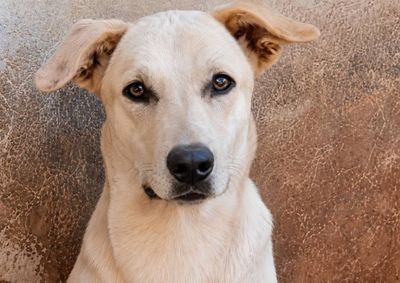 Tutora disse que o animal passou por pequena abertura do port&atilde;o e saiu correndo pelas ruas