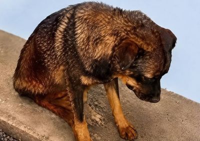 Animal foi encontrado sangrando em via p&uacute;blica e levado para tratamento em cl&iacute;nica veterin&aacute;ria