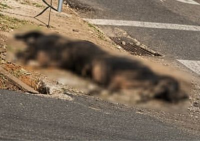Crueldade contra o animal chocou moradores de Passos. Popula&ccedil;&atilde;o exige que autor seja punido