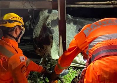 Corpo de Bombeiros realizou opera&ccedil;&atilde;o complexa para a retirada dos animais do ve&iacute;culo sinistrado