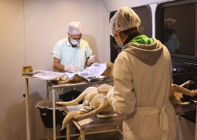 Procedimento garante o controle populacional de c&atilde;es e gatos e pode ser feito gratuitamente