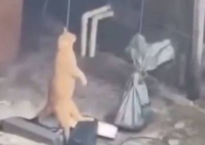 Vizinho filmou homem cometendo a atrocidade contra o animal, divulgou v&iacute;deo e denunciou