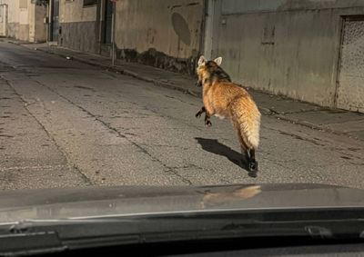A presen&ccedil;a do animal foi registrada nesta quinta-feira, em vias p&uacute;blicas da &aacute;rea urbana