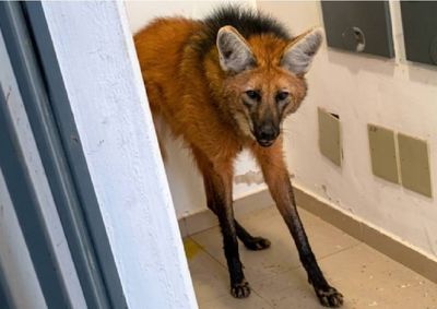Animal silvestre correu pelas ruas durante a madrugada e se refugiou em casa na &aacute;rea urbana