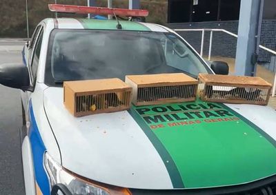 Aves precariamente mantidas em pequenas caixas viajariam mais de 2 mil quil&ocirc;metros at&eacute; o destino na Bahia