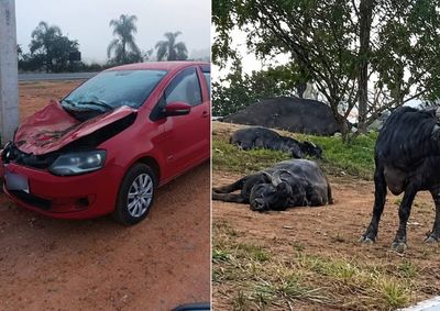 Animais mortos foram retirados do local antes mesmo da chegada da pol&iacute;cia e EPR