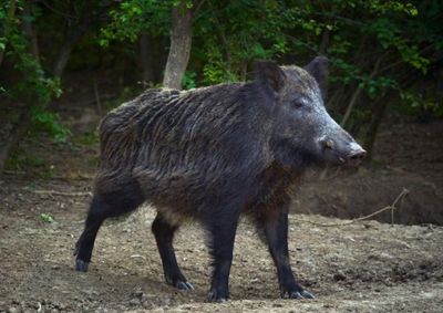 Cachorros foram atacados quando avan&ccedil;aram contra o grupo de animais silvestres que se aproximou da casa