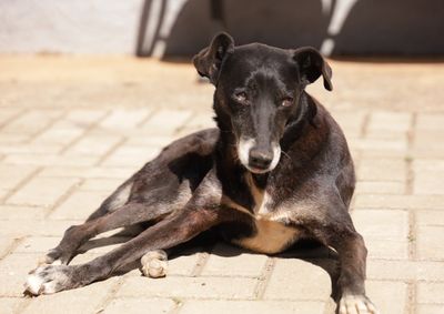 O atendimento &eacute; para c&atilde;es e gatos em situa&ccedil;&atilde;o de rua ou pertencentes a tutores de baixa renda.
