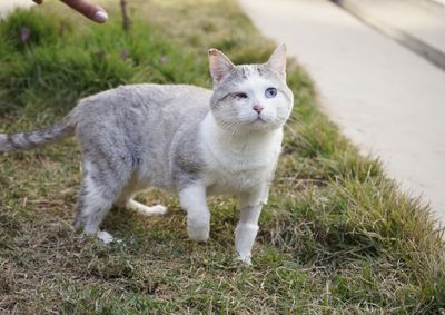 Imuniza&ccedil;&atilde;o &eacute; fundamental para proteger os pets e evitar a transmiss&atilde;o da raiva para humanos&nbsp;