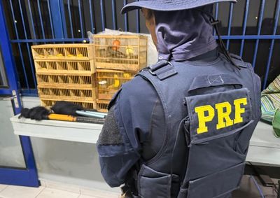 Aves seriam levadas do Sul de Minas para feiras e criadores clandestinos em SP