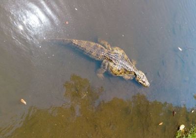 Animal s&iacute;mbolo do Parque tinha 2,25 metros e pesava 69 Kg. Morte foi de causas naturais