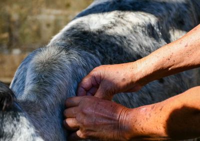 Cobertura vacinal em 2025 foi de 71%, bem pr&oacute;xima da meta estabelecida pelo Ministerio da Agricultura e Pecu&aacute;ria que &eacute; de 80%