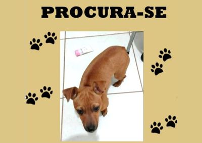 A &uacute;ltima apari&ccedil;&atilde;o do cachorrinho "Ravi" foi no &uacute;ltimo domingo (24)
