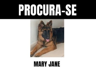 A cachorrinha &ldquo;Mary Jane&rdquo; sumiu com seu companheiro &ldquo;Thor&rdquo; no domingo por volta das 15h; saiba mais na mat&eacute;ria 