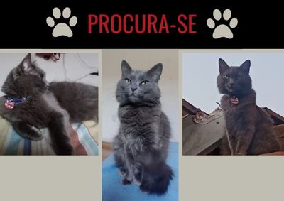 Segundo a tutora, a gata saiu de casa por volta das 8h30 do 19 dia de maio