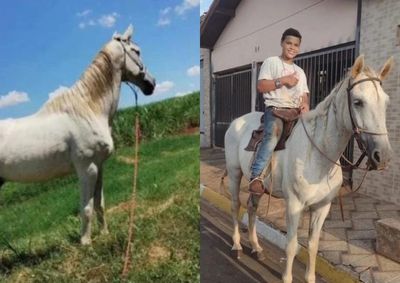 Animal de pelagem clara desapareceu na manh&atilde; de quinta-feira (5) e fam&iacute;lia pede ajuda da popula&ccedil;&atilde;o para encontr&aacute;-lo.