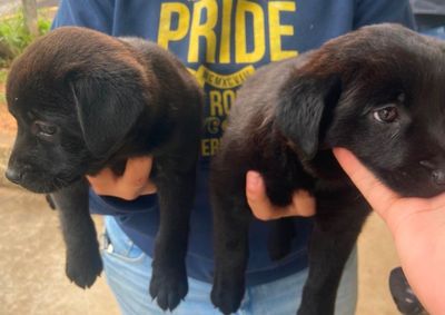 Resgatadas durante servi&ccedil;os de ro&ccedil;agem, as cachorrinhas est&atilde;o seguras e dispon&iacute;veis para ado&ccedil;&atilde;o respons&aacute;vel.