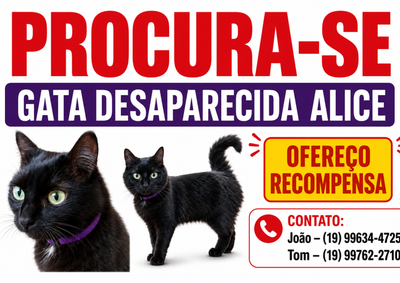 Alice foi vista pela &uacute;ltima vez na Rua Brasil. A gata tem pelagem preta, usa coleira roxa e possui uma pequena mancha branca no pesco&ccedil;o. 