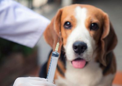 A&ccedil;&atilde;o da Secretaria de Sa&uacute;de acontece na sexta-feira, das 8h &agrave;s 13h, com imuniza&ccedil;&atilde;o antirr&aacute;bica para animais e vacina&ccedil;&atilde;o contra a gripe para a popula&ccedil;&atilde;o