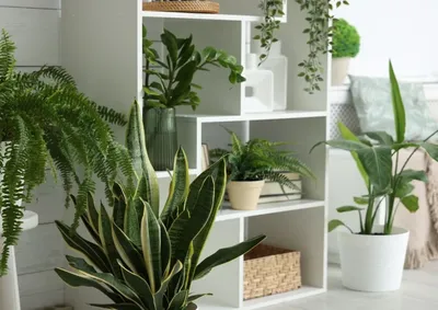 Al&eacute;m de trazerem um toque de natureza para os ambientes, algumas plantas podem contribuir para uma sensa&ccedil;&atilde;o maior de conforto e bem-estar.