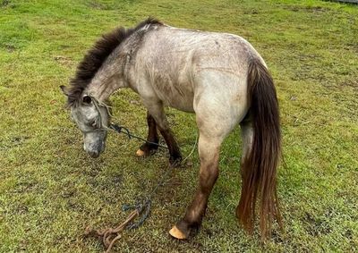 Animal foi encontrado amarrado com uma corda curta, sem &aacute;gua e se alimentando de res&iacute;duos pr&oacute;ximos a uma lixeira