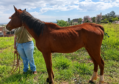 Animal estava h&aacute; v&aacute;rios dias amarrado em uma &aacute;rea no futuro loteamento Luxemburgo e apresentava sinais de magreza