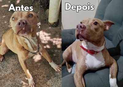 Encontrada em situa&ccedil;&atilde;o de abandono no bairro Nosso Teto em 2025, Kaila foi adotada por um investigador da Pol&iacute;cia Civil e hoje est&aacute; recuperada.