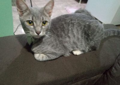 A gata &eacute; de uma crian&ccedil;a que pede a todo momento pela gatinha.