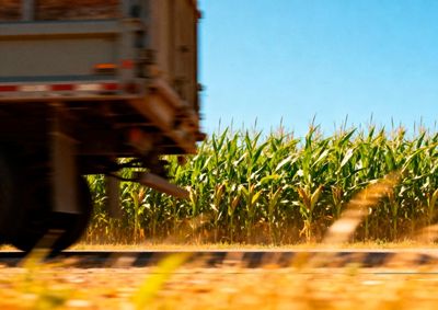 Confira a cota&ccedil;&atilde;o das principais culturas agr&iacute;colas da regi&atilde;o para essa quinta (28)