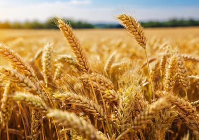 Confira a cota&ccedil;&atilde;o das principais culturas agr&iacute;colas da regi&atilde;o para essa sexta (29)