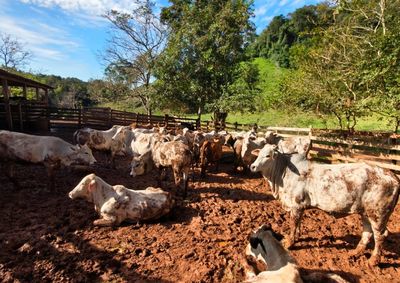 Todos os produtores e propriet&aacute;rios de animais de produ&ccedil;&atilde;o, destinados ao com&eacute;rcio ou &agrave; subsist&ecirc;ncia, devem ser contabilizados junto &agrave; Adapar