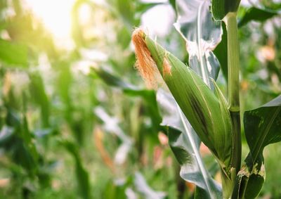 Confira a cota&ccedil;&atilde;o das principais culturas agr&iacute;colas da regi&atilde;o para essa ter&ccedil;a (2)