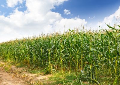 Confira a cota&ccedil;&atilde;o das principais culturas agr&iacute;colas da regi&atilde;o para essa ter&ccedil;a (16)