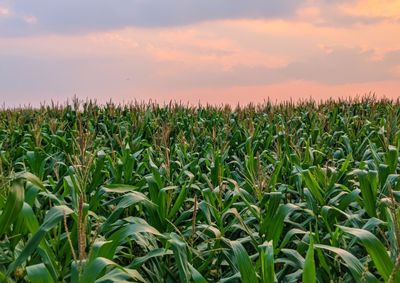Confira a cota&ccedil;&atilde;o das principais culturas agr&iacute;colas da regi&atilde;o para essa segunda (22)
