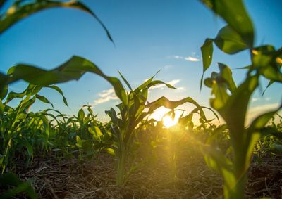Confira a cota&ccedil;&atilde;o das principais culturas agr&iacute;colas da regi&atilde;o para essa quinta (25)