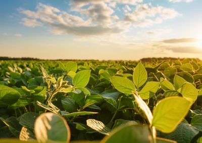Confira a cota&ccedil;&atilde;o das principais culturas agr&iacute;colas da regi&atilde;o para essa quarta (17)