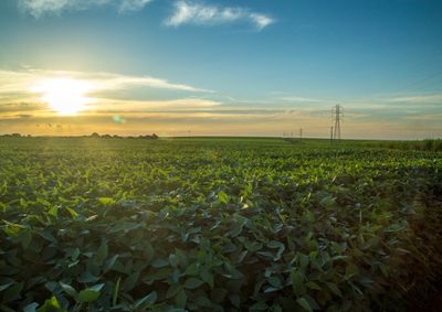 Confira a cota&ccedil;&atilde;o das principais culturas agr&iacute;colas da regi&atilde;o para essa ter&ccedil;a (23)