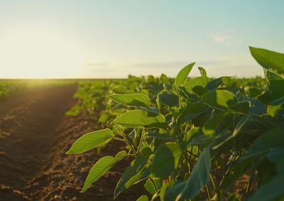 Confira a cota&ccedil;&atilde;o das principais culturas agr&iacute;colas da regi&atilde;o para essa segunda (1&ordm;)
