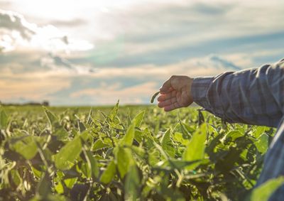 Confira a cota&ccedil;&atilde;o das principais culturas agr&iacute;colas da regi&atilde;o para essa quarta (10)