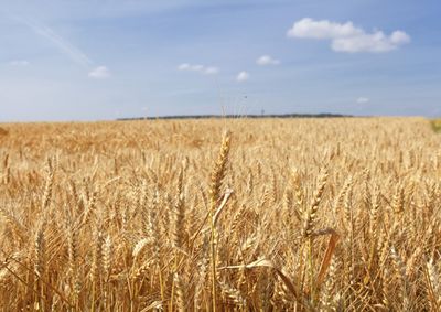 Confira a cota&ccedil;&atilde;o das principais culturas agr&iacute;colas da regi&atilde;o para essa quarta (3)