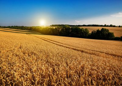 Confira a cota&ccedil;&atilde;o das principais culturas agr&iacute;colas da regi&atilde;o para essa sexta (12)