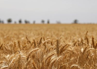 Confira a cota&ccedil;&atilde;o das principais culturas agr&iacute;colas da regi&atilde;o para essa quinta (18)
